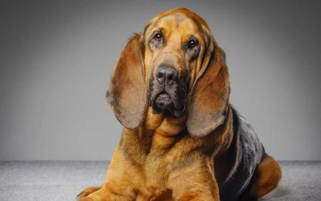 Purebred Bloodhound Dog