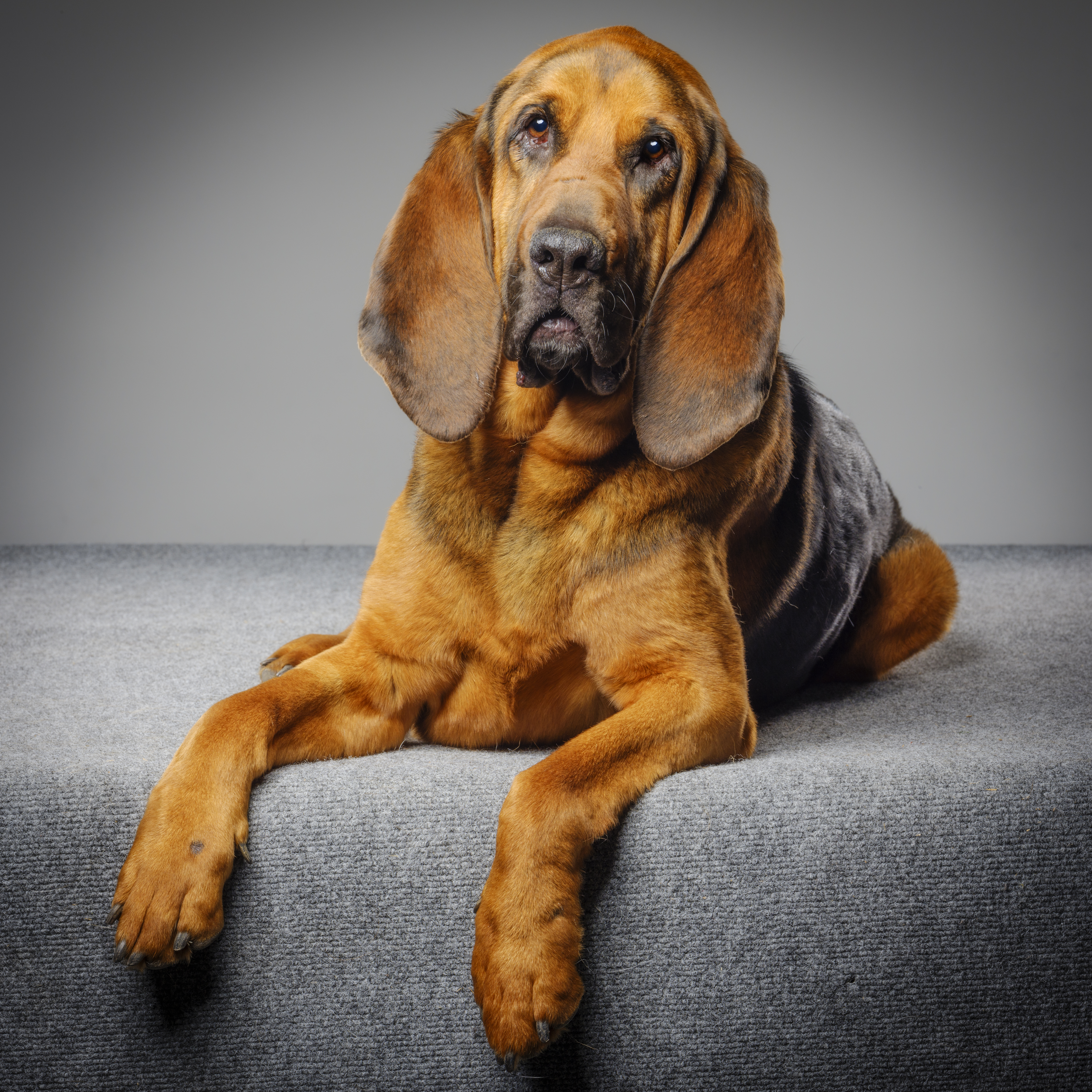 Show me a picture of best sale a bloodhound