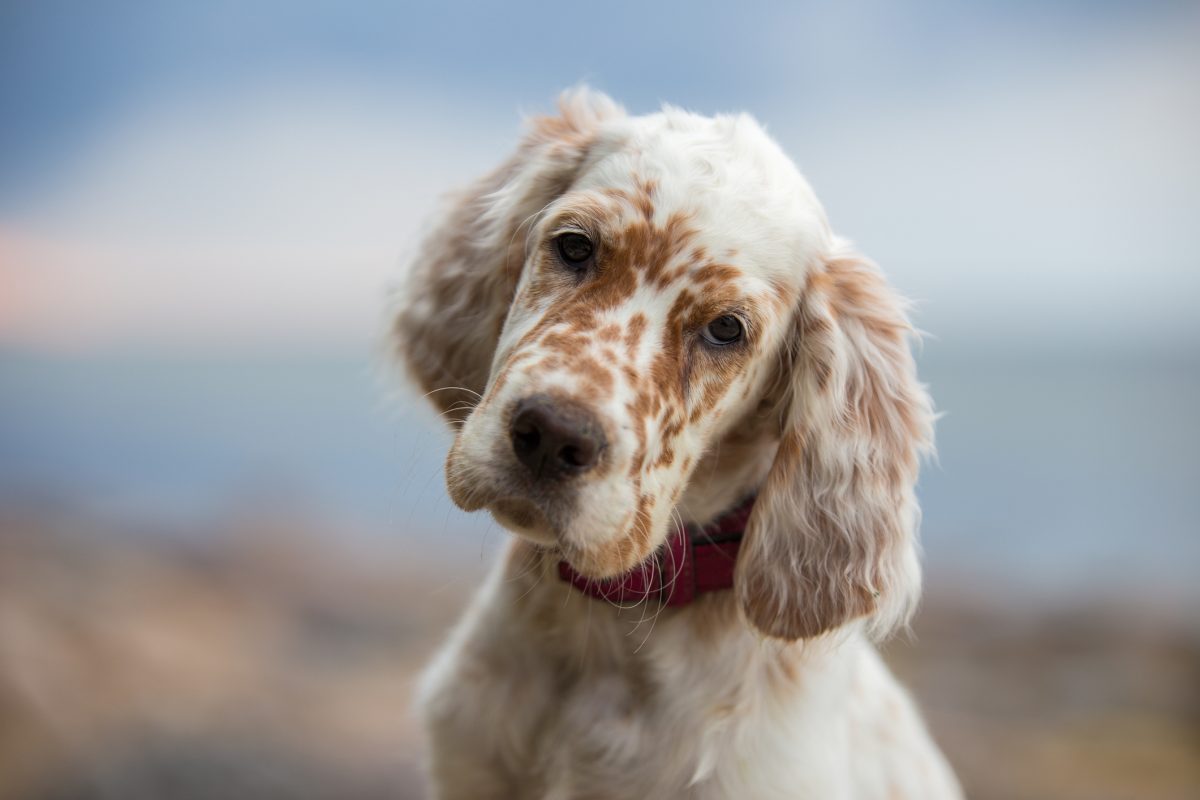 English deals setter coat