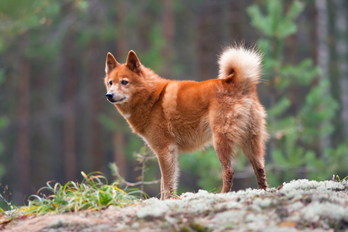 Finnish spitz breeders near hot sale me