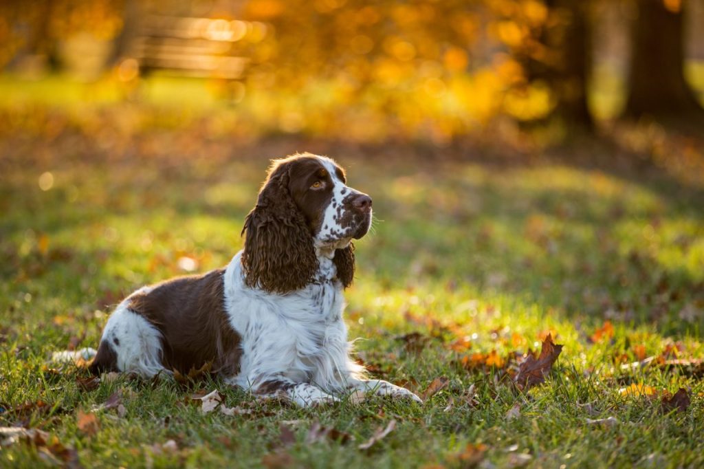 English Cocker Spaniel Dog Breed Information & Characteristics