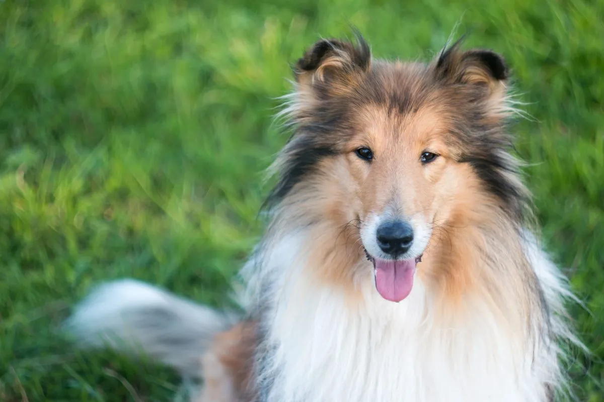 Deshedding a rough clearance collie