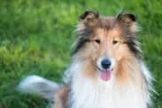 Portrait of beautiful rough collie sitting in the grass.