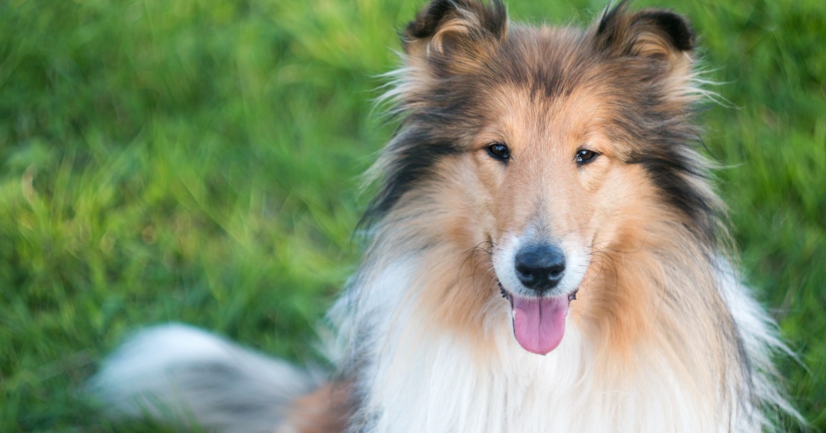 10 Low-to-No-Cost Games and Activities to Keep Your Collie