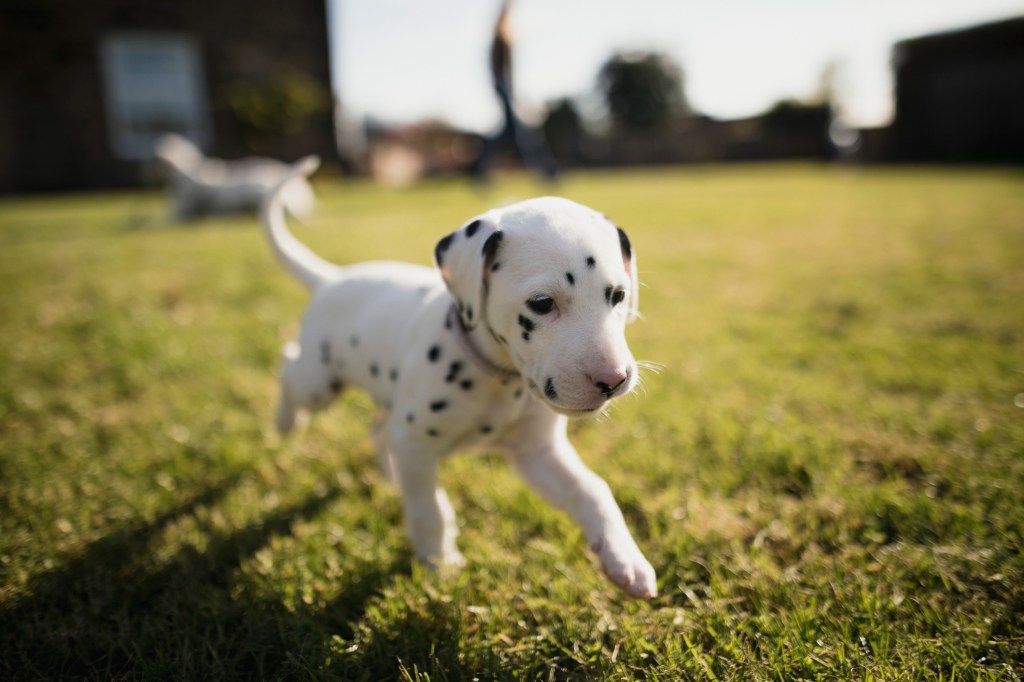 Dalmatian puppy