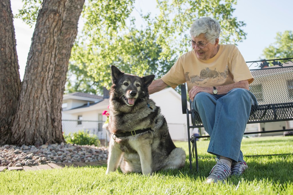 old woman sitting next to Norwegian Elkhound dog