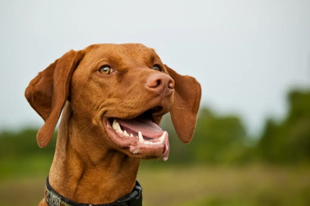 Close up of a Vizsla smiling in a field.