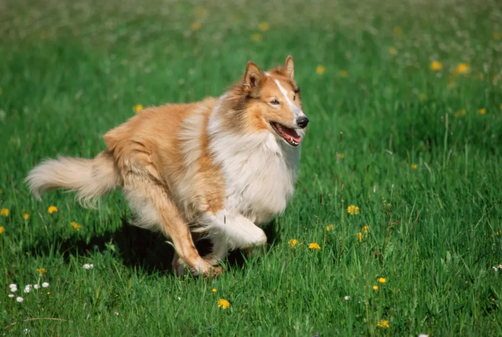 The Rough Collie AKA The Lassie Dog: everything you need to know