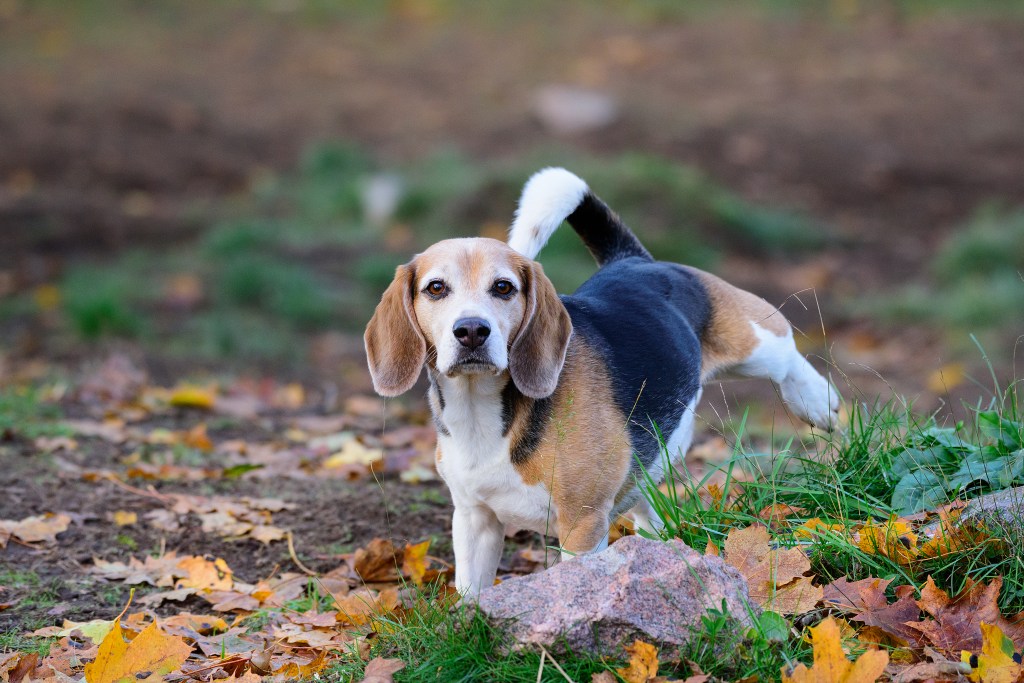 housetrained Beagle dog peeing on leaves in yard