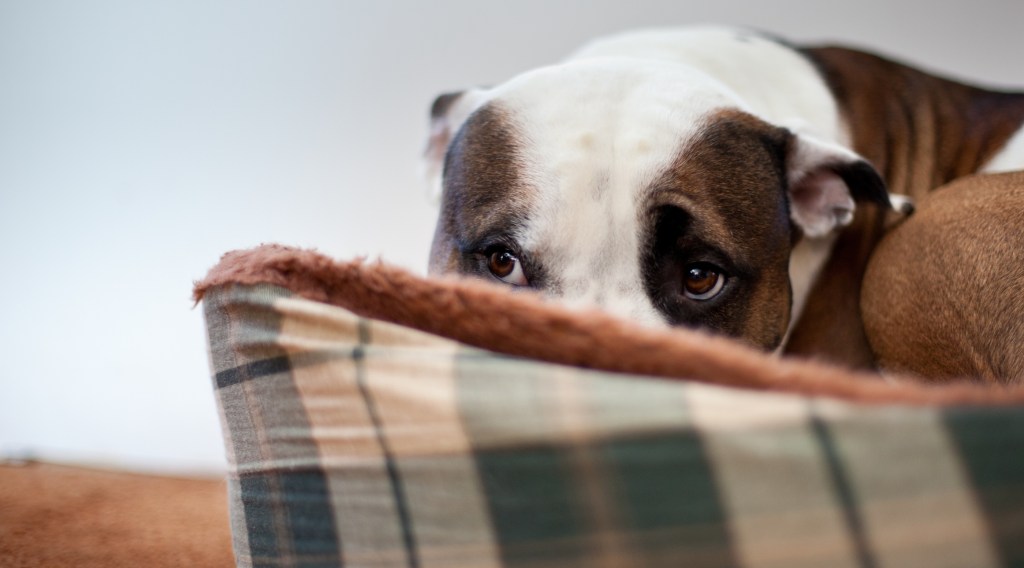 chien stressé se cachant dans son lit