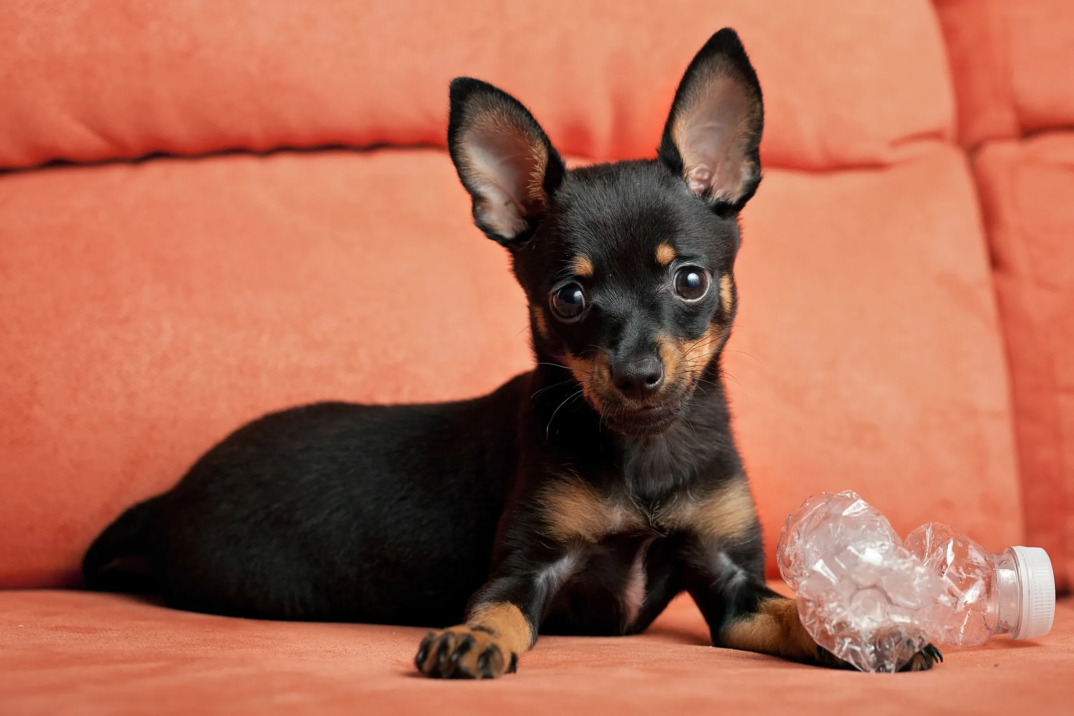 Miniature Pinscher Dog Breed Information Characteristics