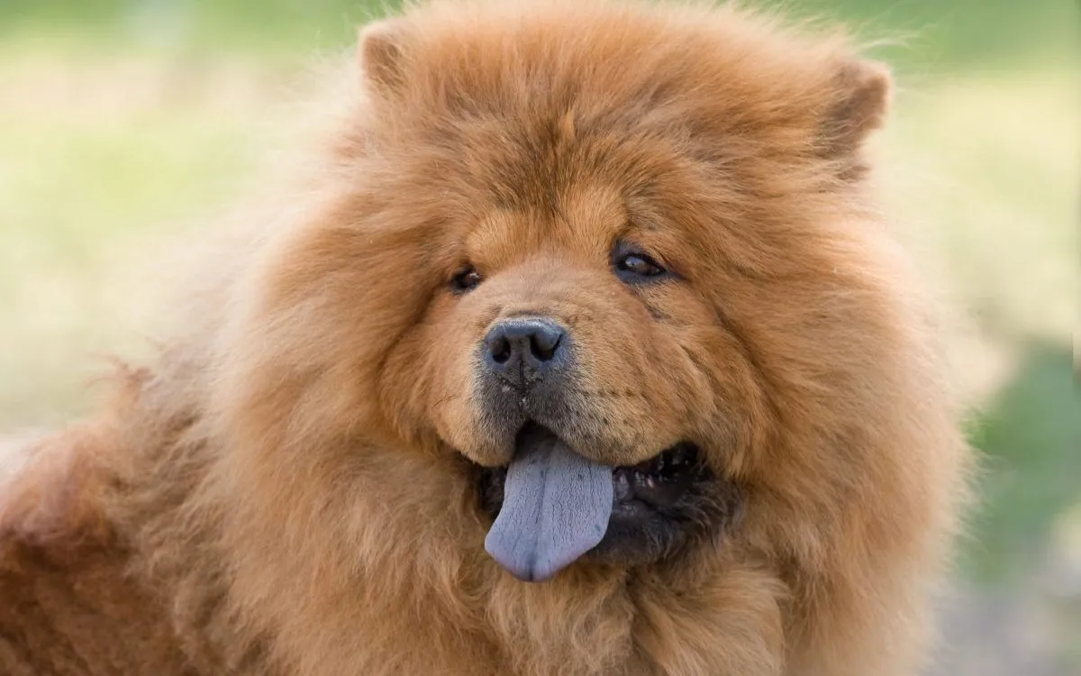 Chow Chow Dog Breed Information & Characteristics