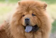 portrait of a ginger chow-chow