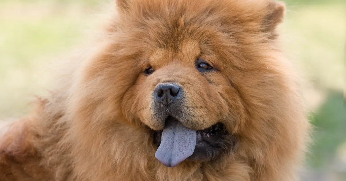 Chow Chow Dog Breed Information & Characteristics