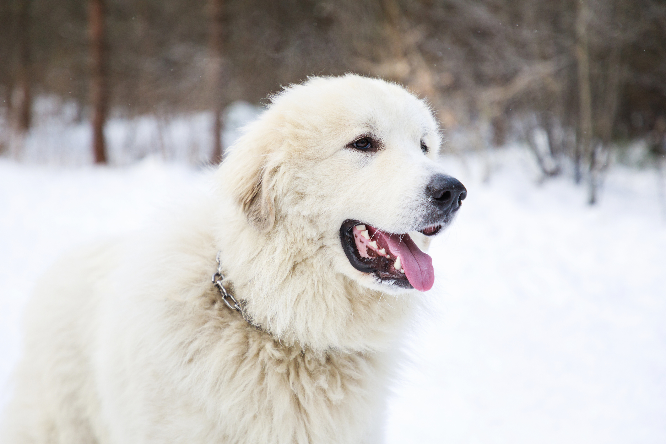 How much food should shop a great pyrenees puppy eat