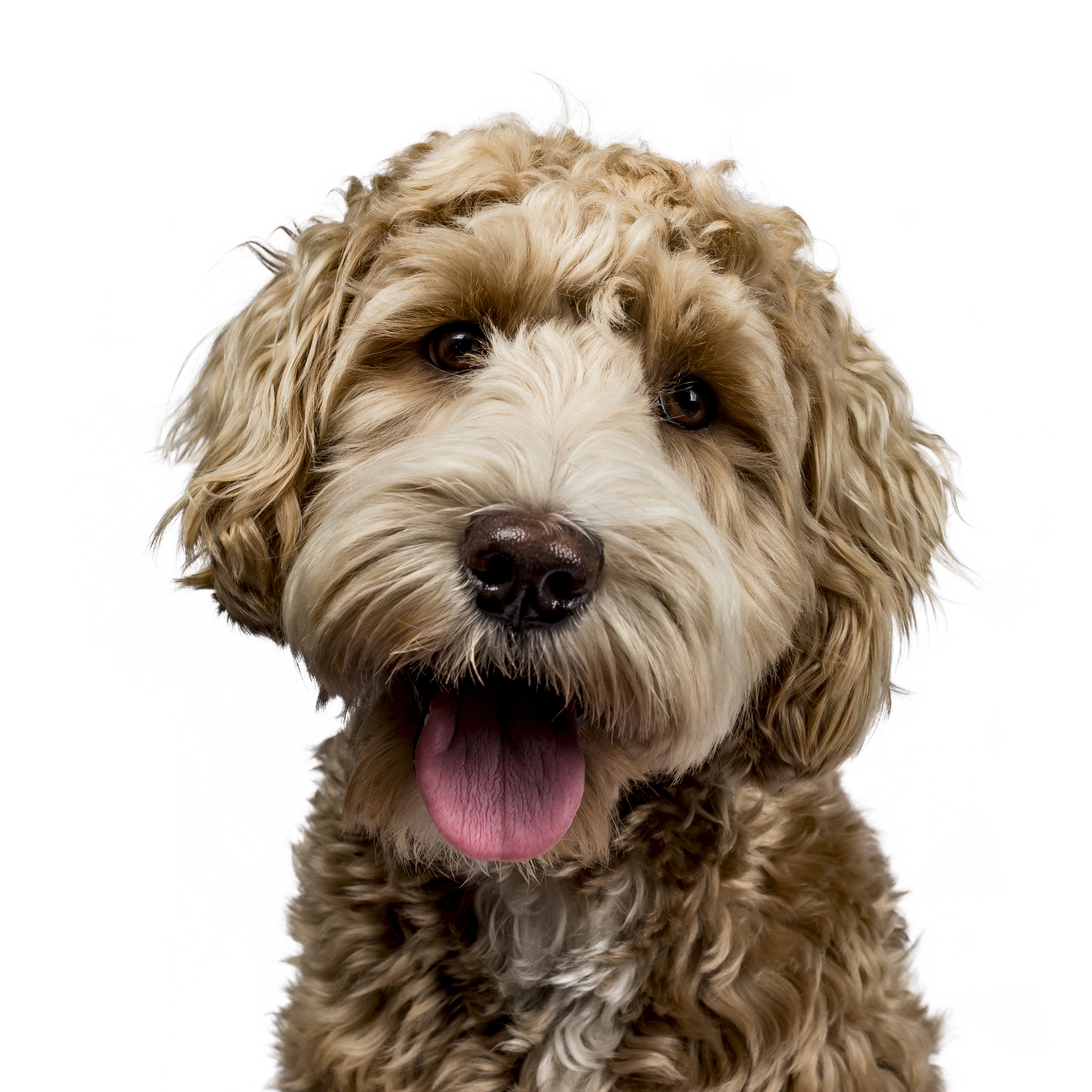 Labradoodle Dog Breed Information & Characteristics