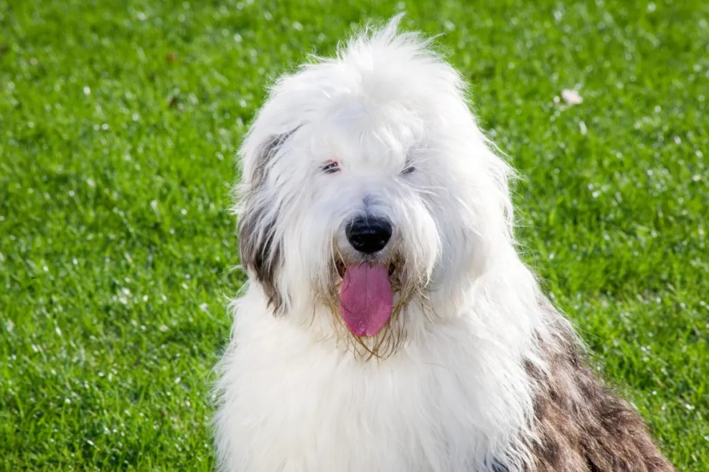 A close-up of an Old English Sheepdog in the grass.