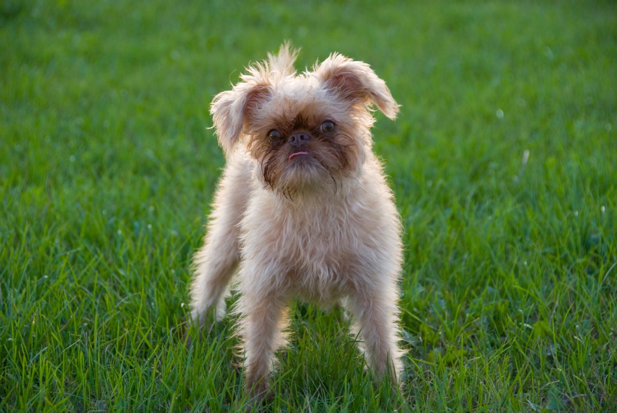 Griffon store puppy white