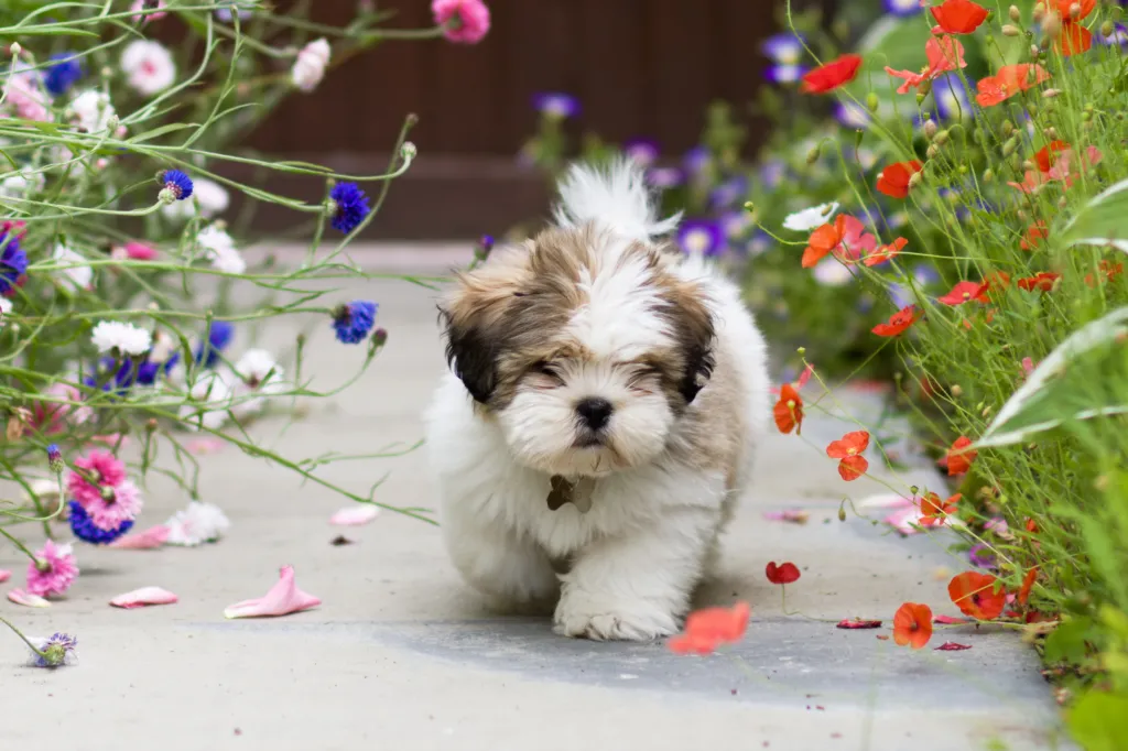 adorable Lhasa Apso puppy