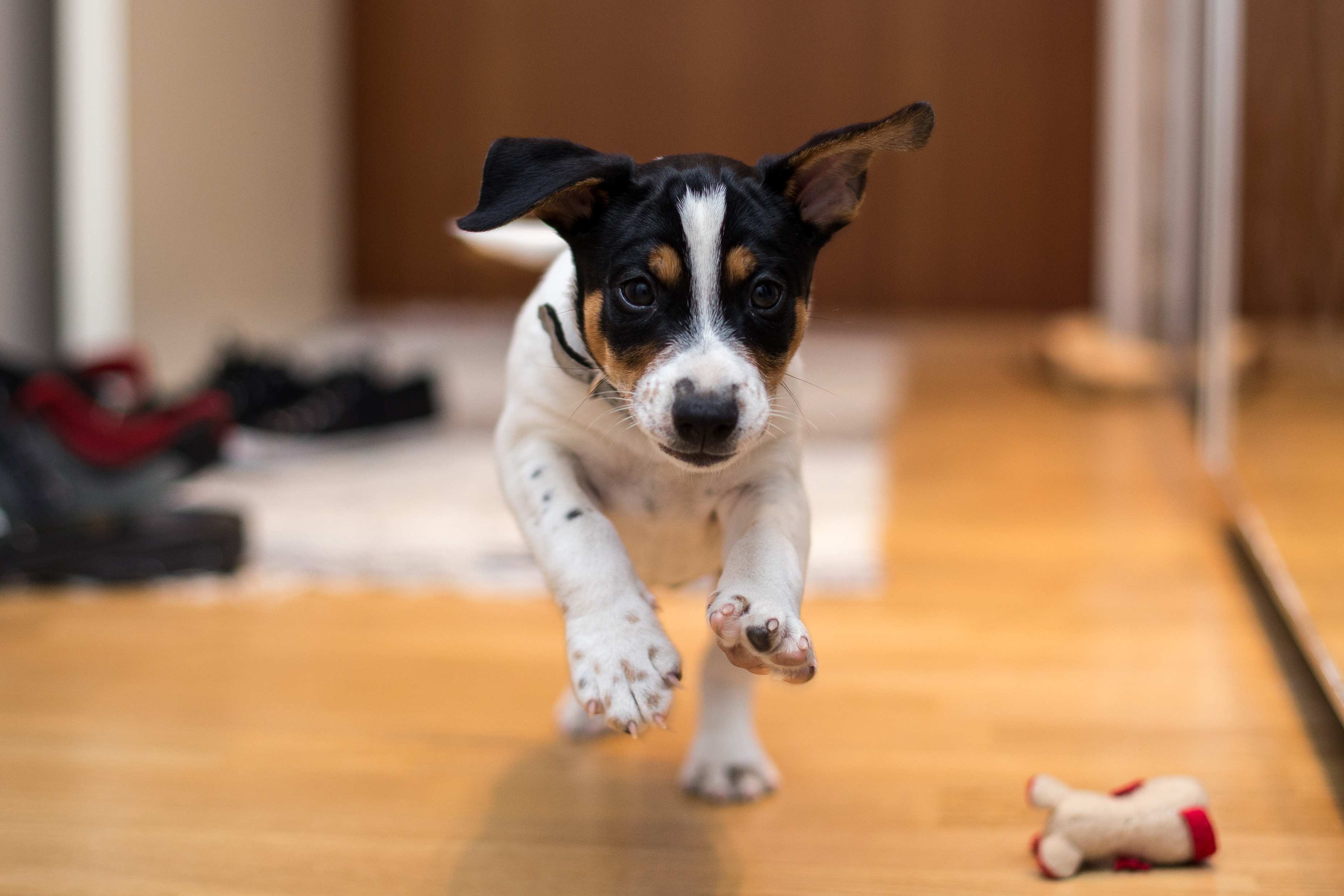 Rat Terrier Dog Breed Information & Characteristics