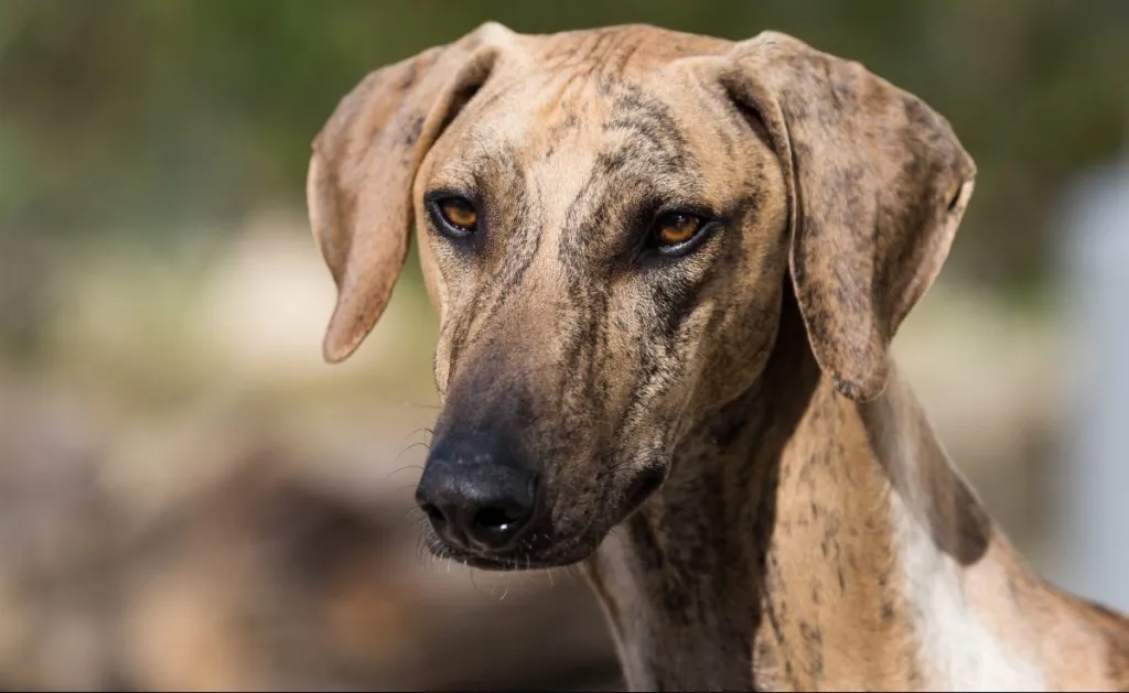 Azawakh dog breed portrait