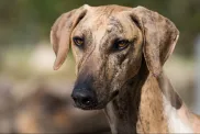 Azawakh dog breed portrait
