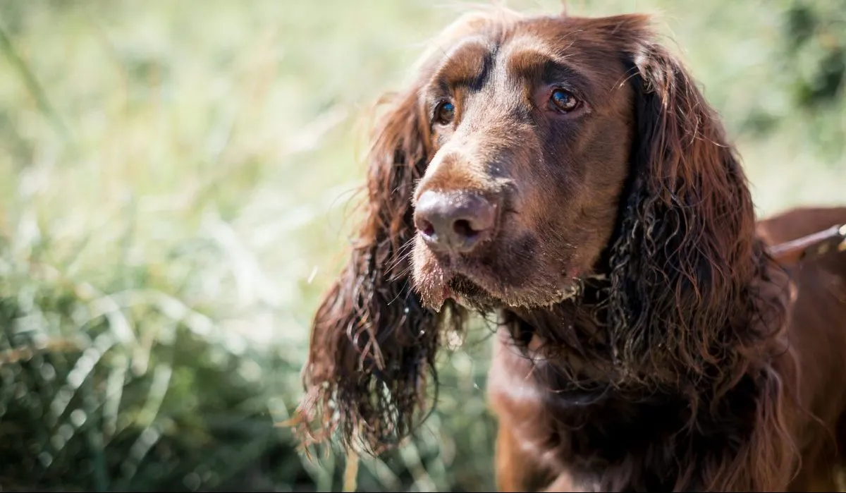 Field spaniel best sale