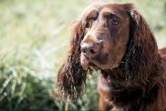 field spaniel standing in the grass