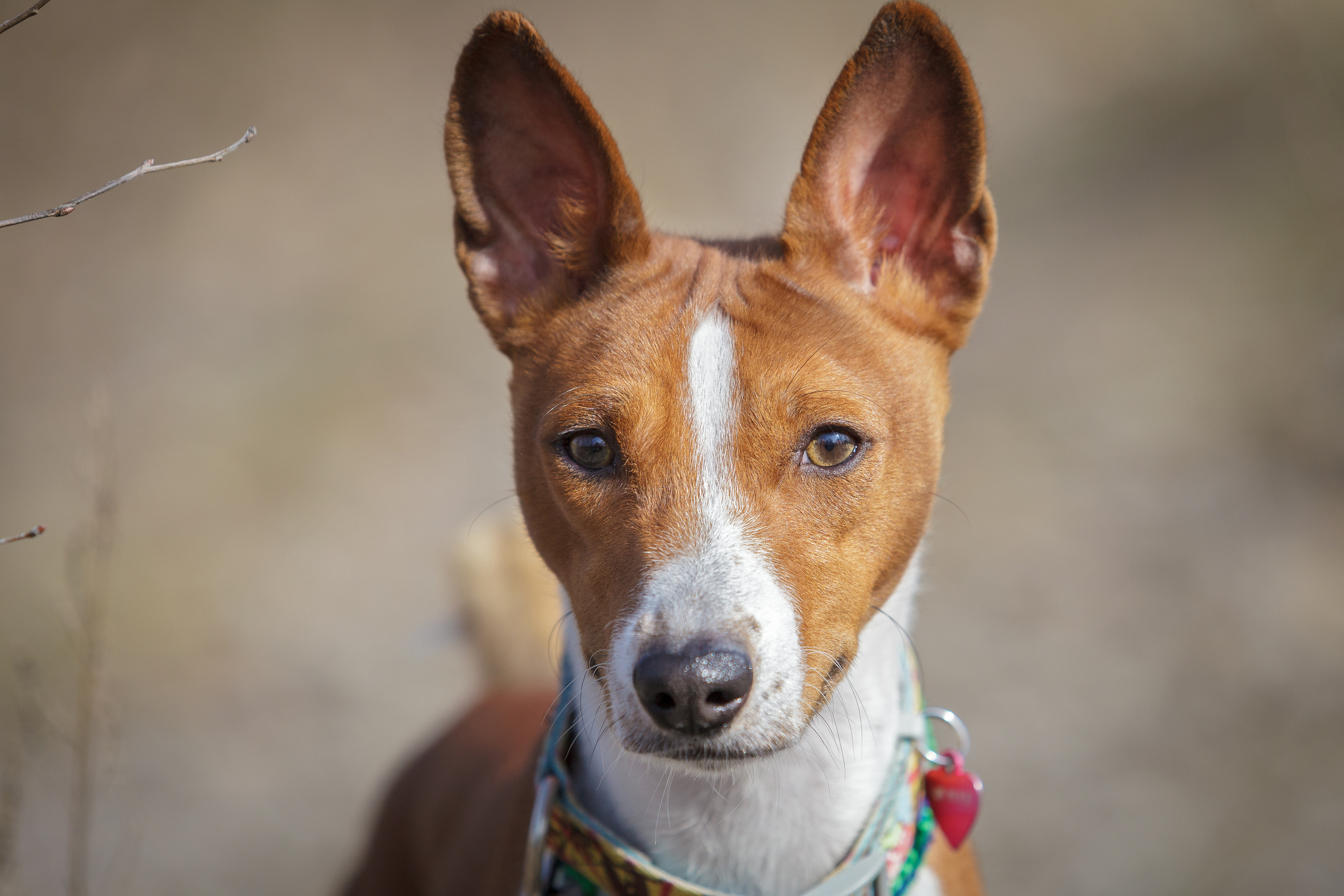 African store dog basenji