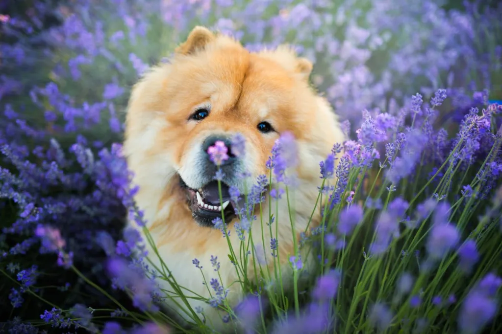 chow chow in lavender field