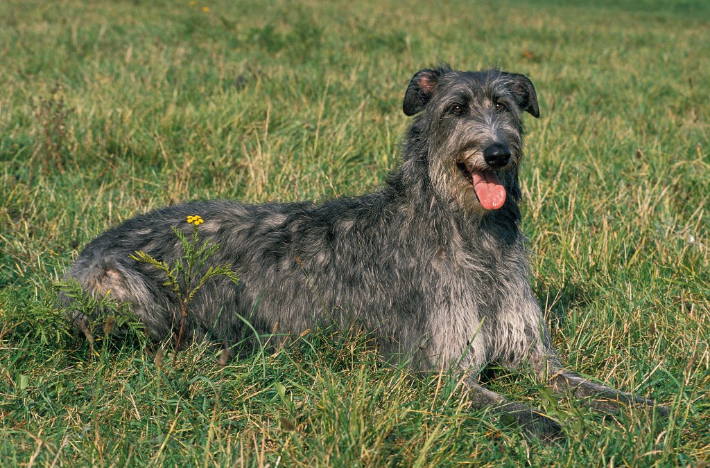 Scottish Deerhound dog laying on grass.