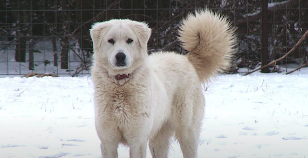 Akbash Dog Breed Information Characteristics