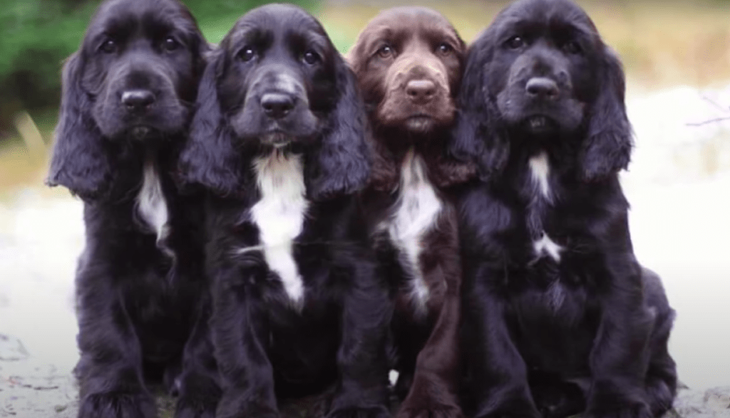 field spaniel puppies