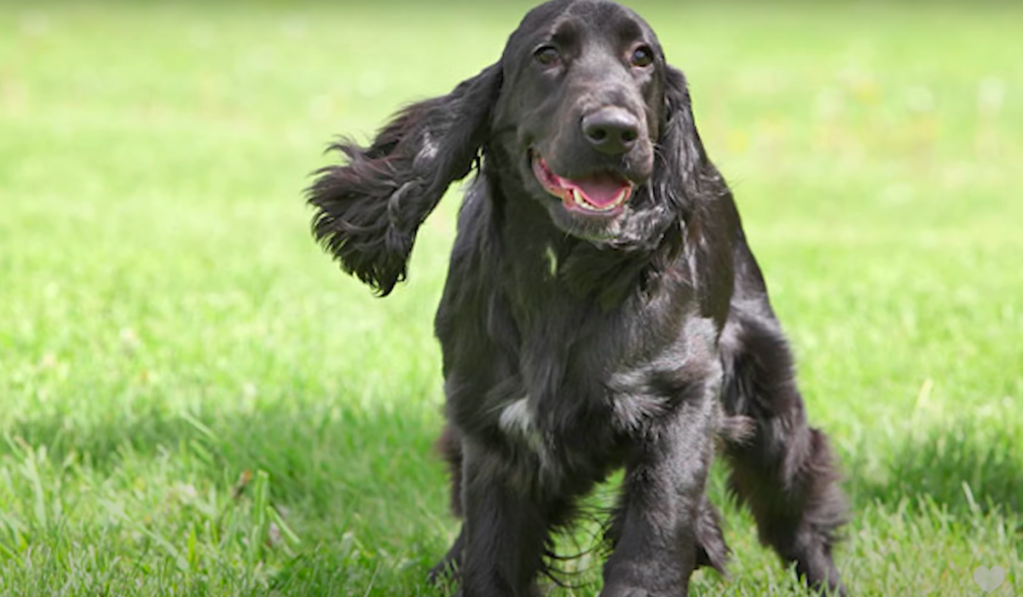 Field store spaniel rescue