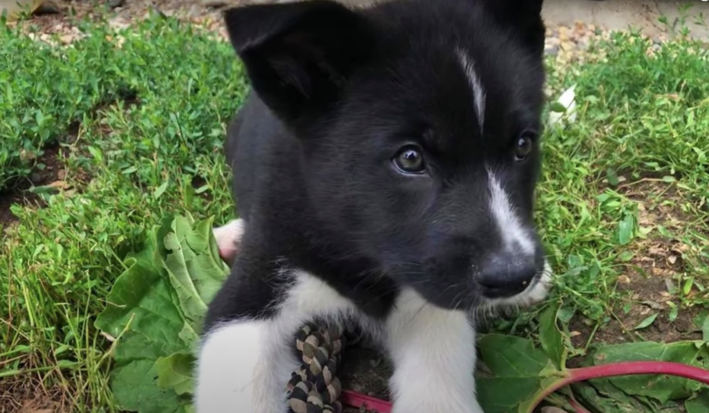 karelian bear dog puppies