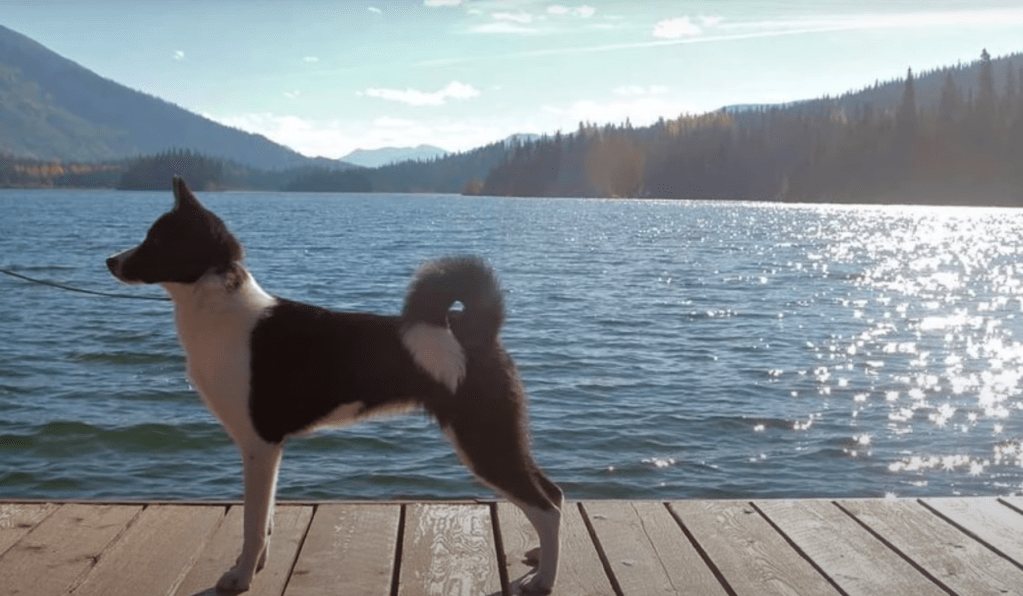 Karelian Bear Dog on the lake