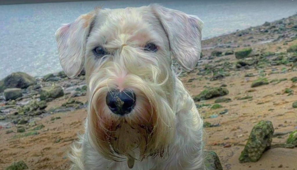 Sealyham dog on the beach