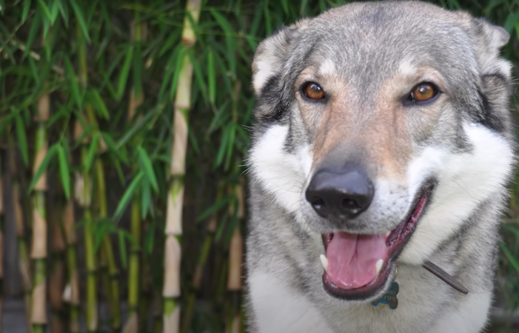 Czechoslovakian wolfdog sitting