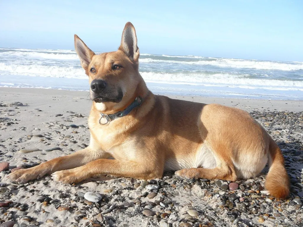 Carolina Dog sitting on the sand at the beach.