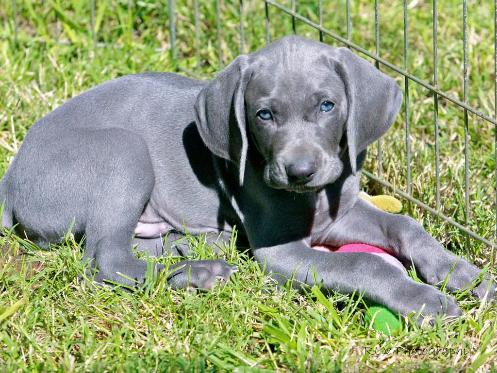 Blue Lacy puppy sits in the gass.