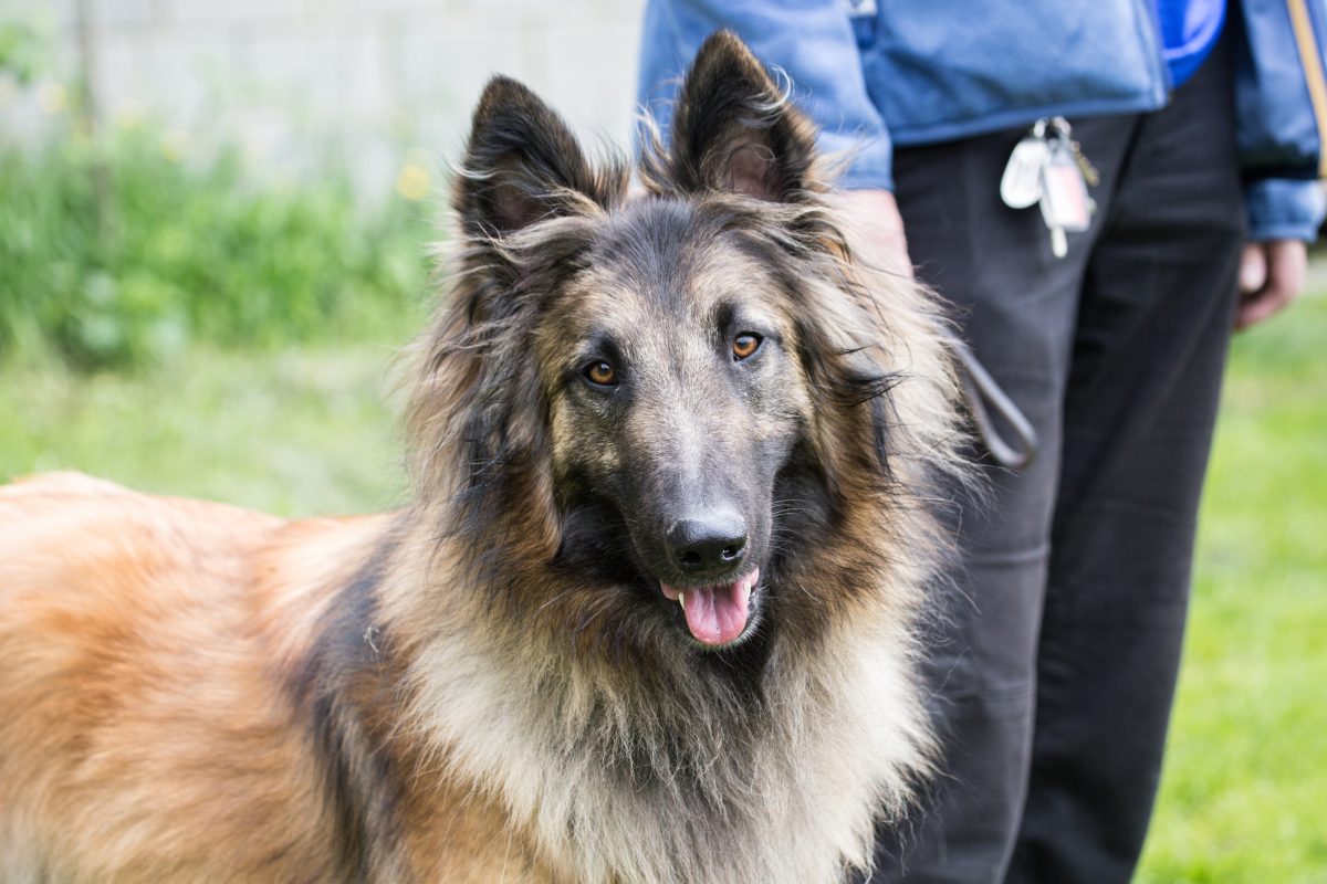 Belgian Tervuren Dog Breed Information & Characteristics