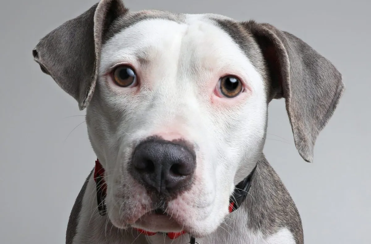 American Bulldog Breed Information & Characteristics