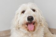 Pyredoodle dog in animal shelter