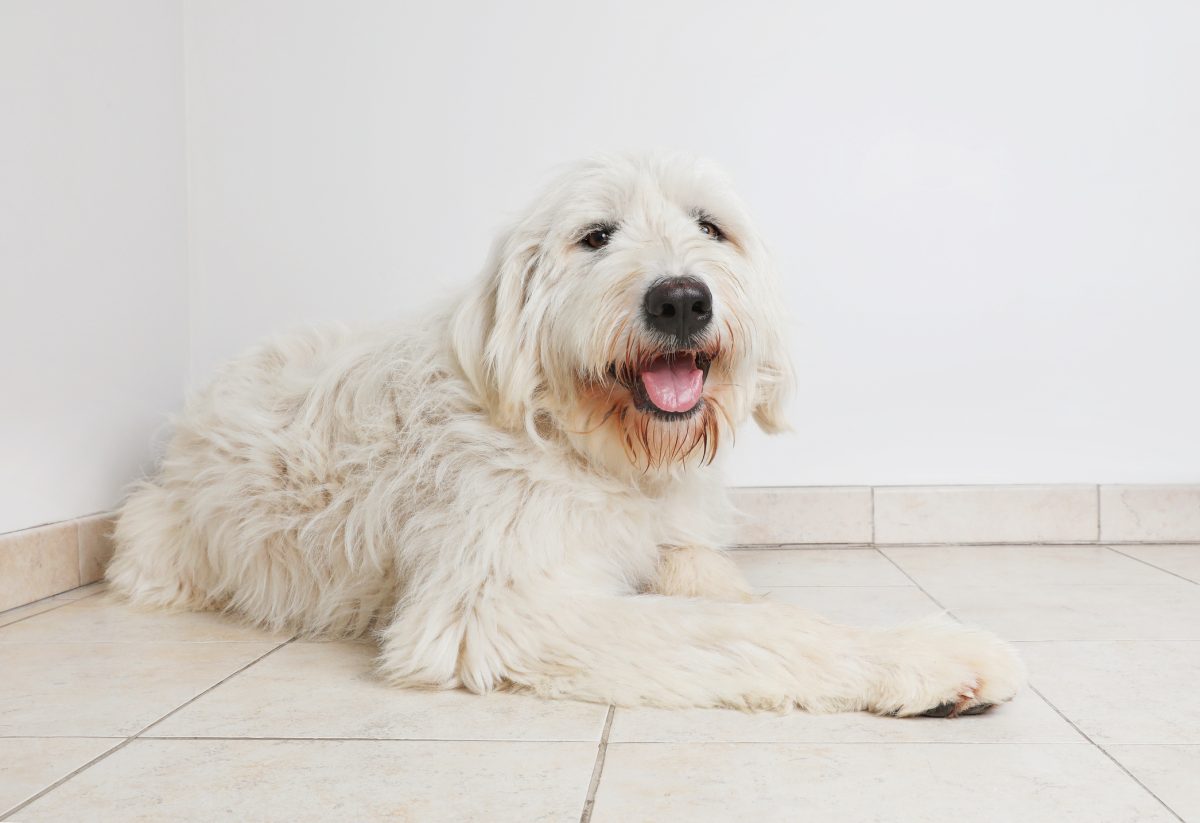 Poodle and best sale pyrenees mix