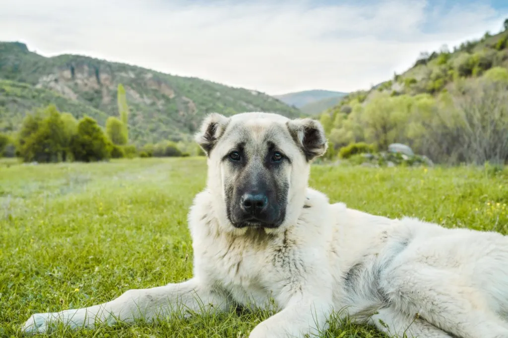 young Anatolian Shepherd dog