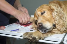 wounded bleeding dog being treated by veterinarian