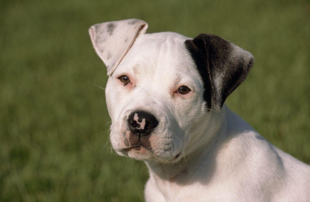 American bulldog white store with black spots