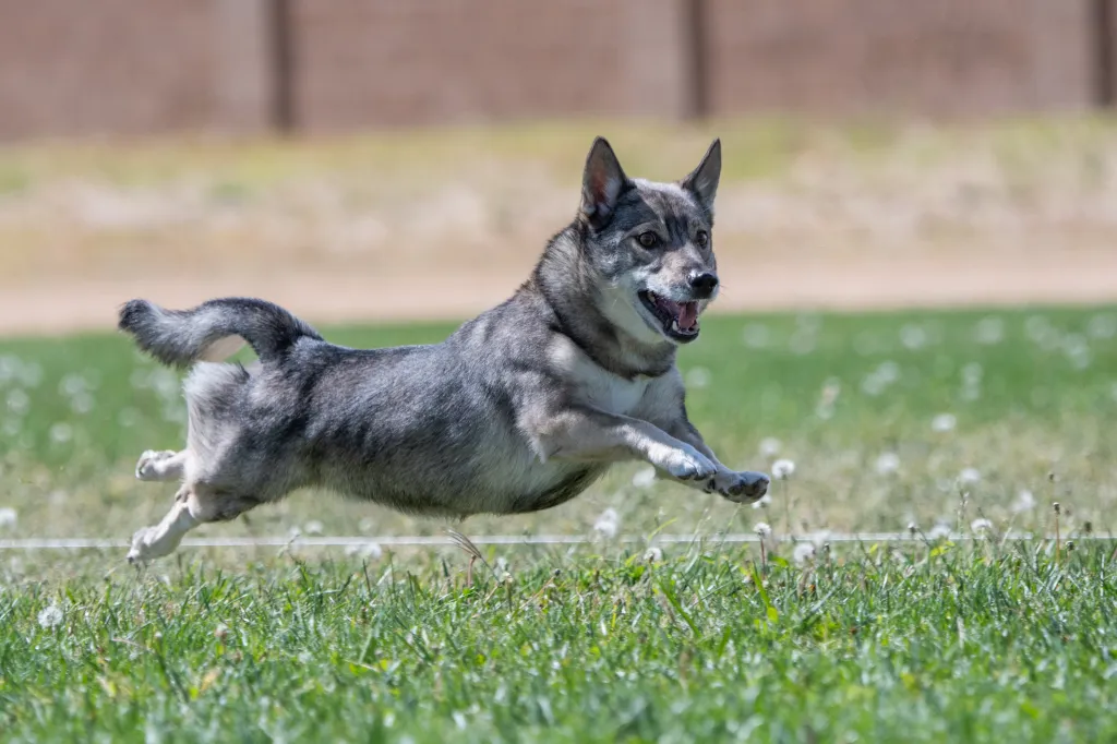 Swedish Vallhund doing lure course fast cat race
