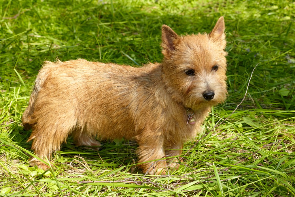 A small, Norwich Terrier dog stands in the green grass
