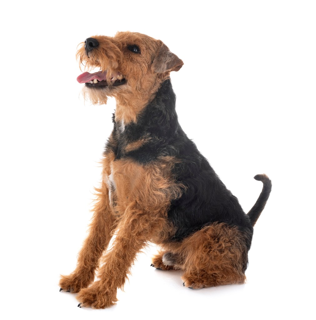 Welsh Terrier in front of white background